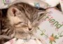 Puzzle Spící koťátko